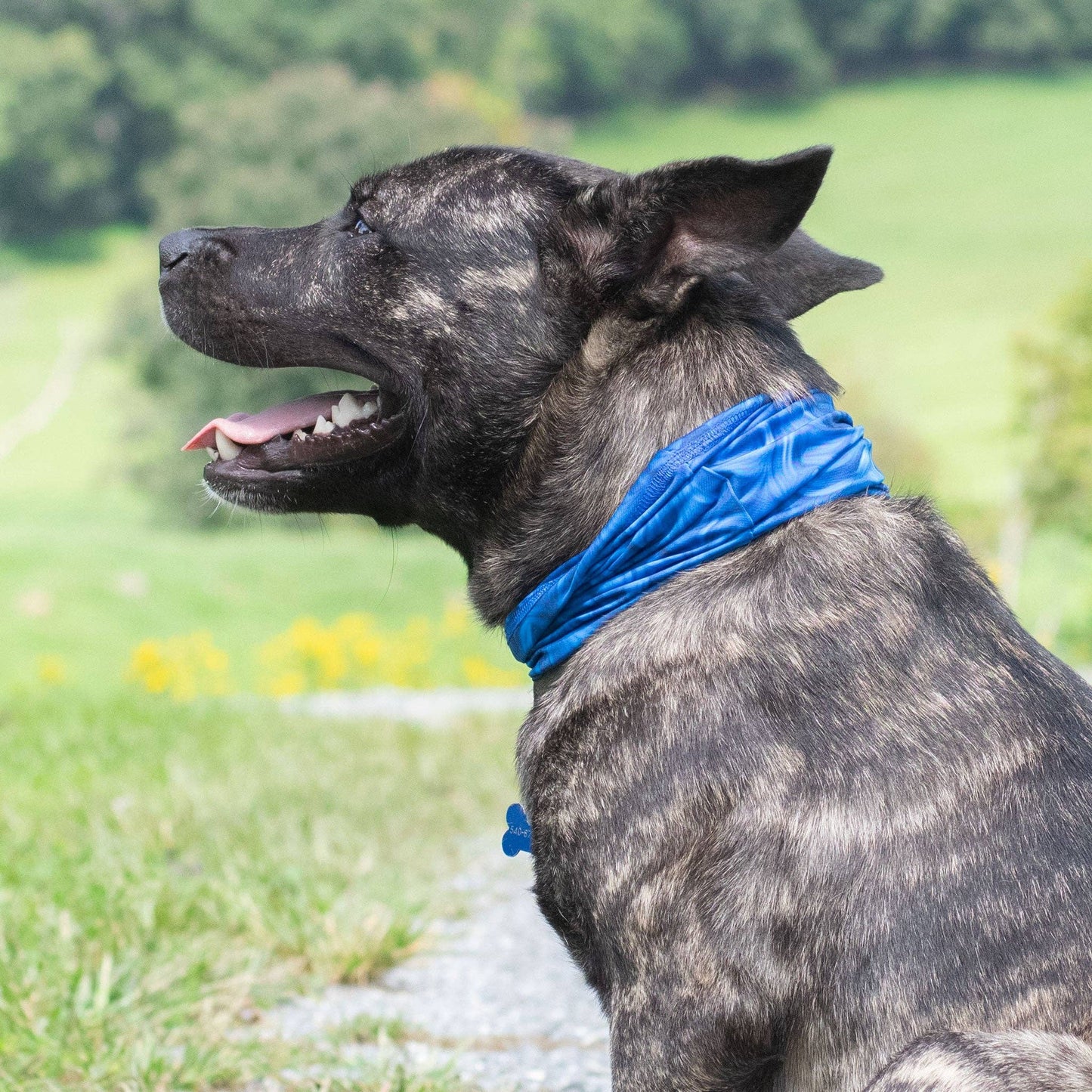 🐶 Blue Abstract Pup Scruff for Dogs
