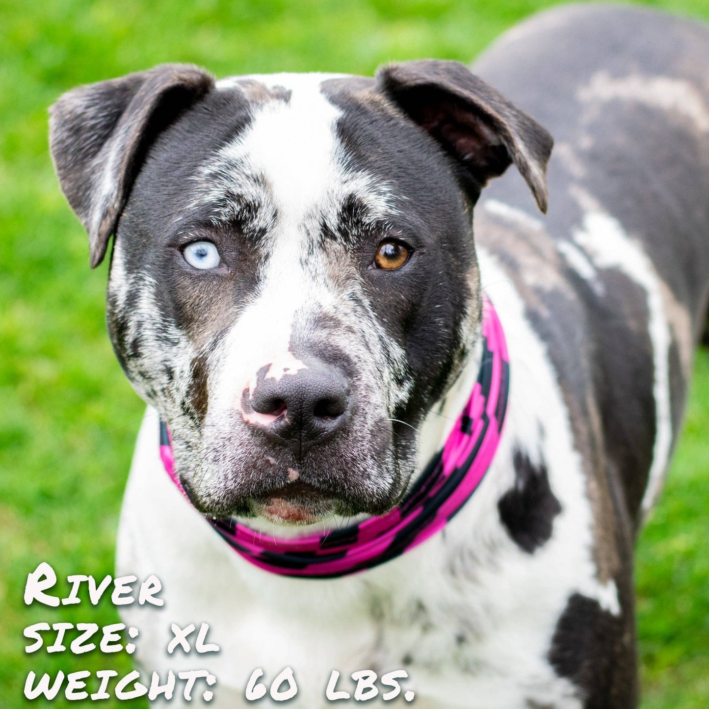 🐶 Zebra Pink Pup Scruff for Dogs