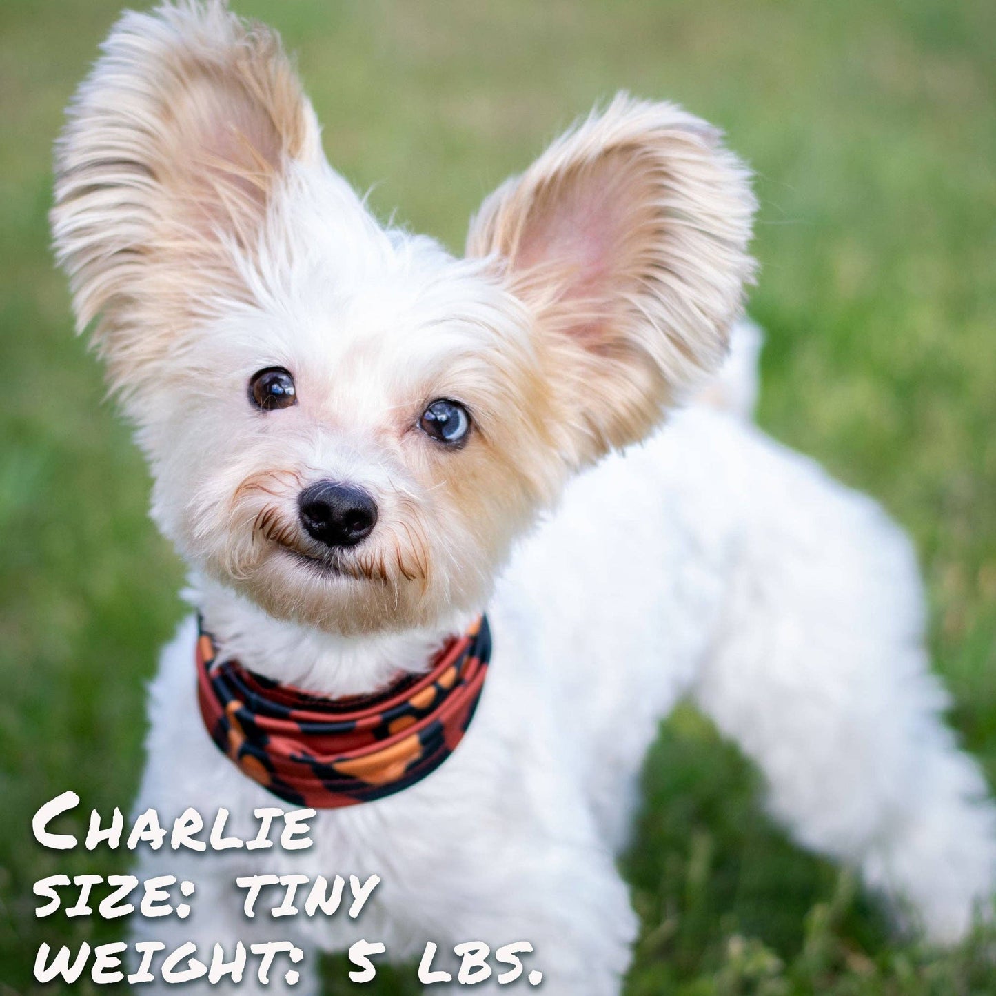 🐶 Leopawd Skin Pup Scruff for Dogs