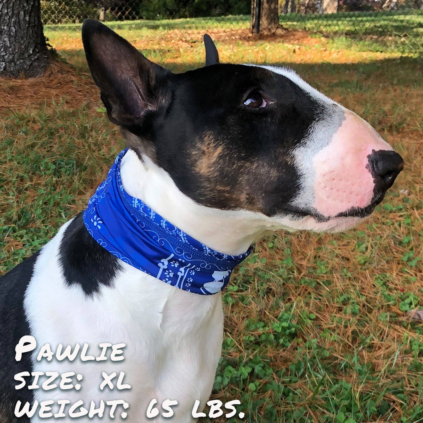 Blue Bandana Pup Scruff