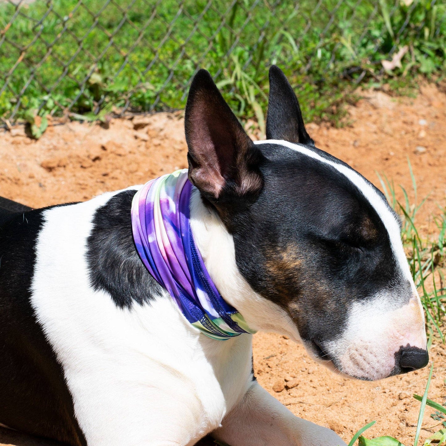 Tie Dye Pup Scruff